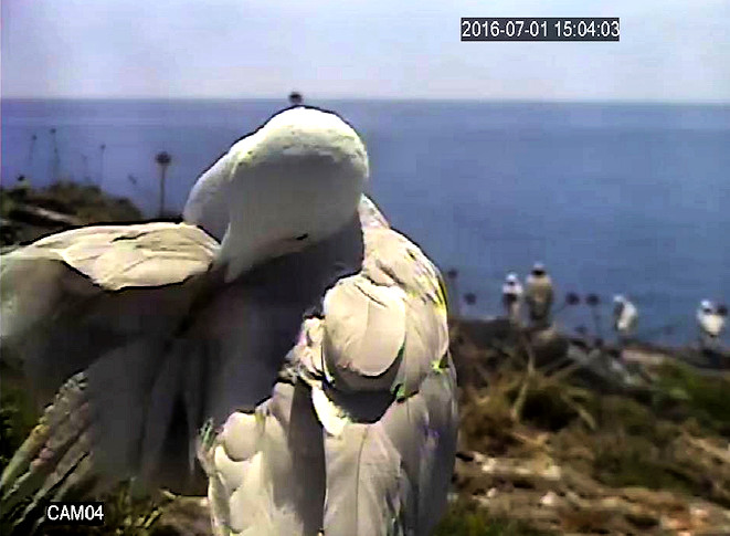 A colony of rare corsican seagulls filmed by video surveillance cameras