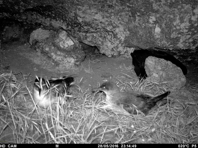 Nesting of shearwaters on Pianosa Island, with infrared camera