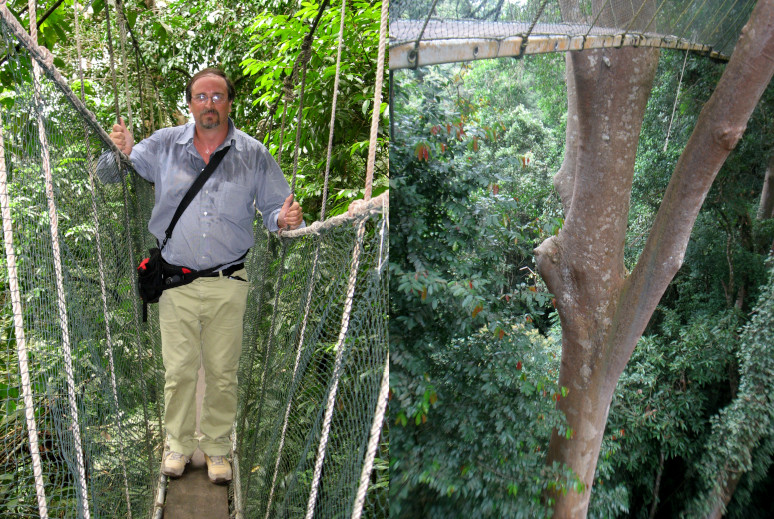 A tibetan rope bridge to cross the tropical rainforest in Sabah, Borneo, suspended between the tops of trees (Tualang tree or Koompassia excelsa) more than 80 meters high.