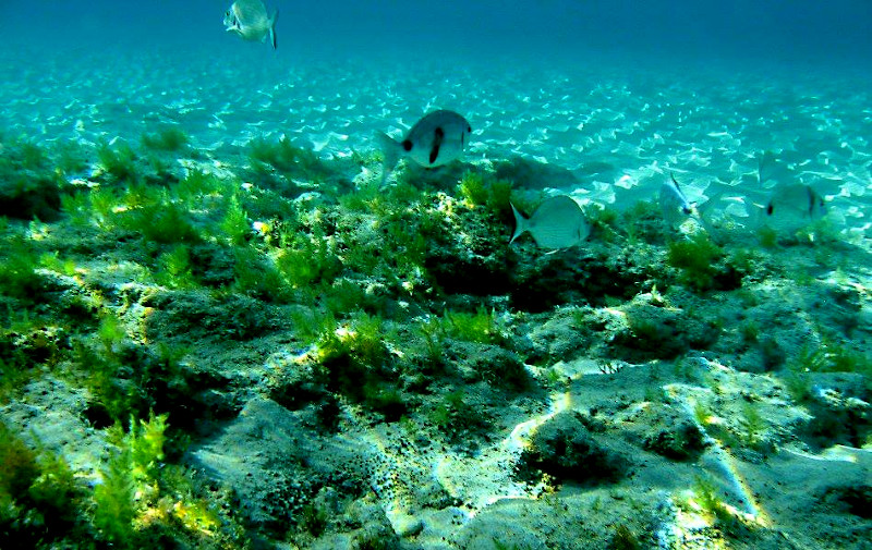 fish in the crystal clear waters of Cala Giovanna, Pianosa